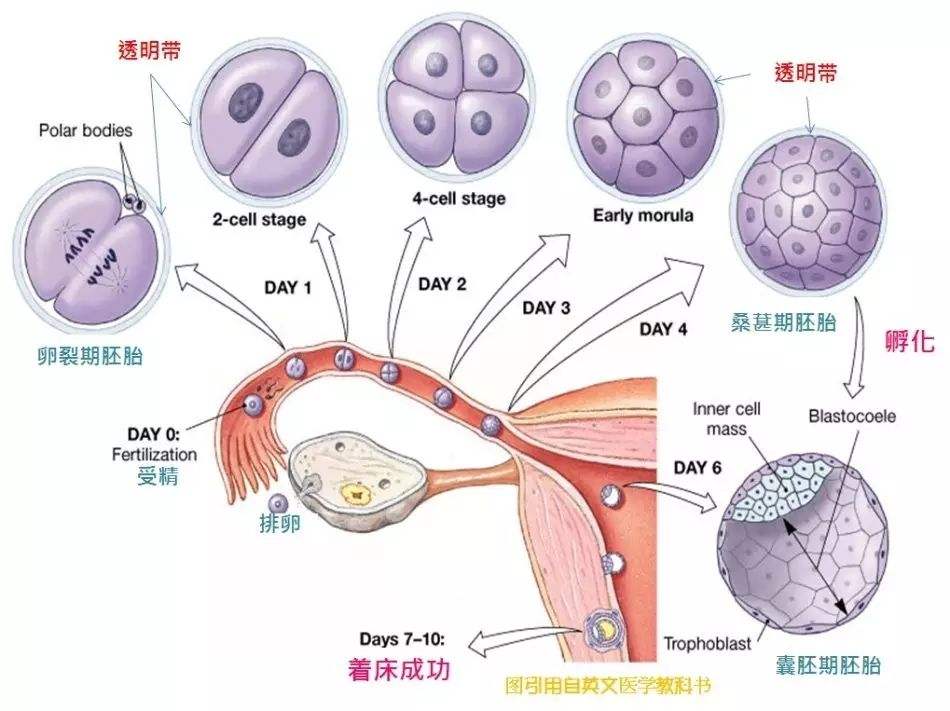 泰国试管婴儿产生的胎囊总数受哪些影响