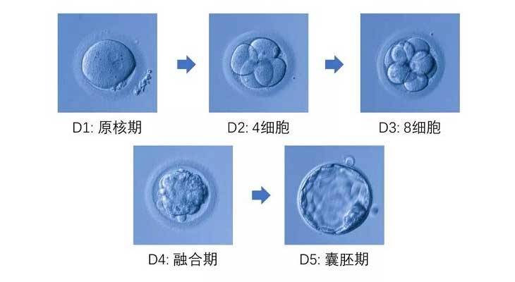 胚胎发育