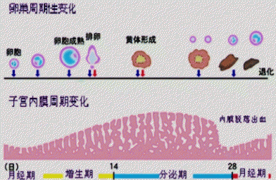 子宫内膜受容性会影响泰国试管成功率吗-E试管-备孕试管婴儿